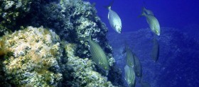 Sardegna subacquea