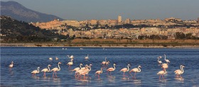 Fenicotteri a Cagliari